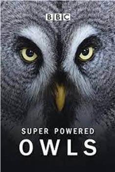 超能猫头鹰在线观看和下载