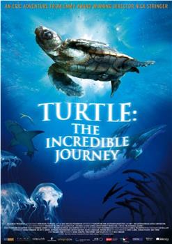 海龟奇妙之旅在线观看和下载