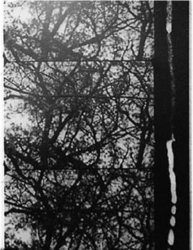 3/60: Bäume im Herbst在线观看和下载