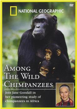情同手足黑猩猩在线观看和下载