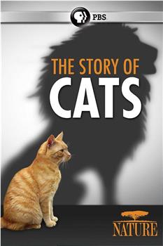 猫科动物的故事在线观看和下载