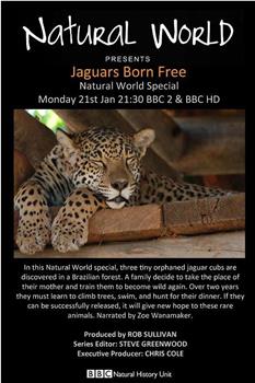 自然世界：美洲豹——天生自由在线观看和下载