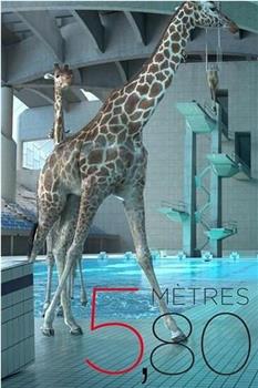 长颈鹿跳水大会在线观看和下载