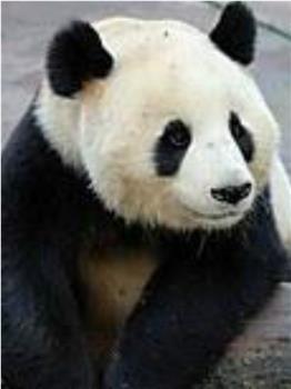 大熊猫在英国在线观看和下载