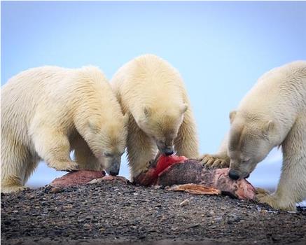 北极熊的盛宴在线观看和下载
