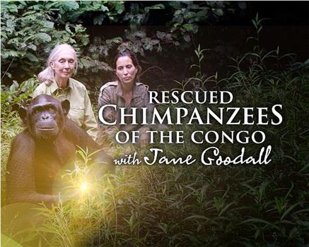 Rescued Chimpanzees of the Congo with Jane Goodall Season 1在线观看和下载