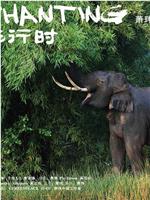 大象进行时在线观看