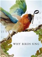 鸟儿为何歌唱在线观看