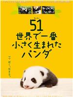 大熊猫51的故事在线观看