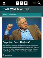 BBC海豚智力之谜