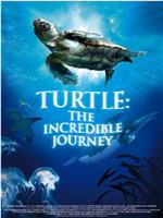 海龟奇妙之旅在线观看