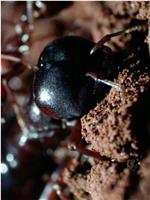自然世界：蚂蚁攻击在线观看