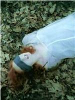 Tori Amos - The Complete Videos 1991-1998在线观看