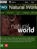 BBC自然世界：猴王子