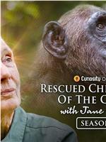 Rescued Chimpanzees of the Congo with Jane Goodall Season 2