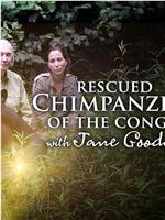 Rescued Chimpanzees of the Congo with Jane Goodall Season 1在线观看